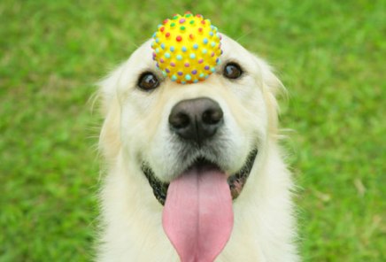 getty_rf_photo_of_dog_balancing_ball